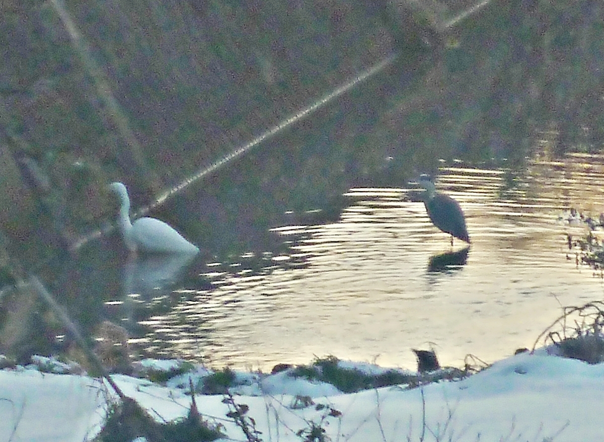 ダイサギと謎のサギ