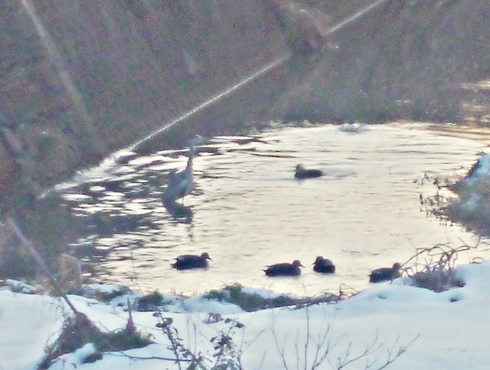 ゴイサギとカモ集団