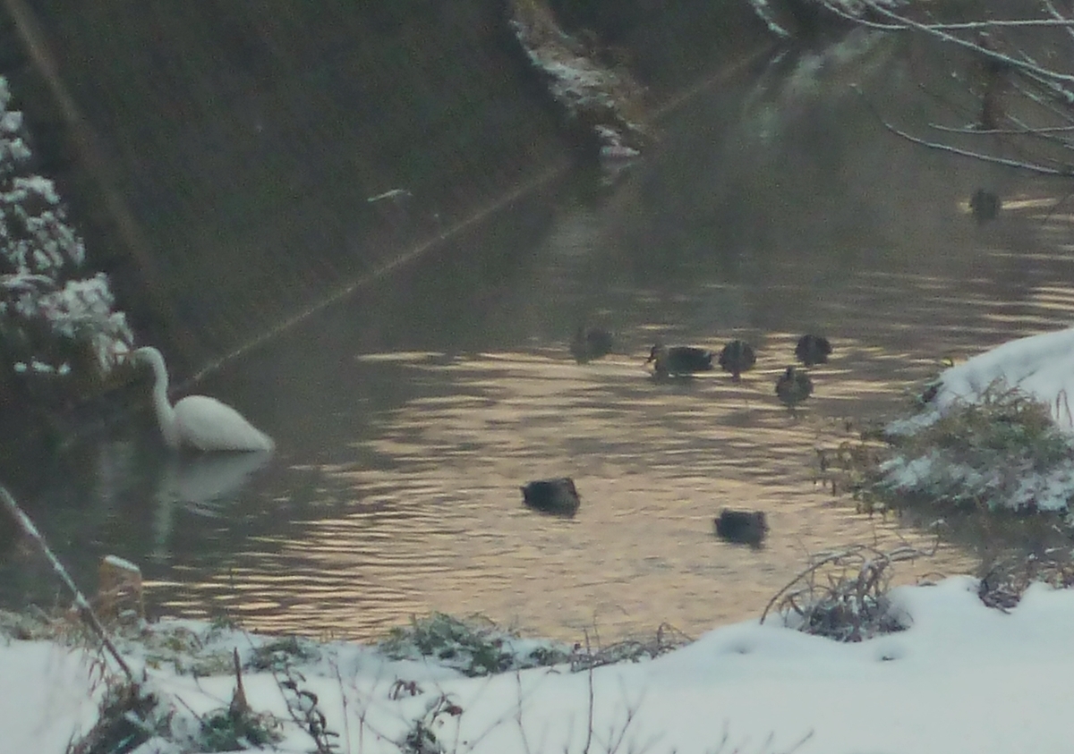 シラサギとカモ集団 ダイサギ カルガモ