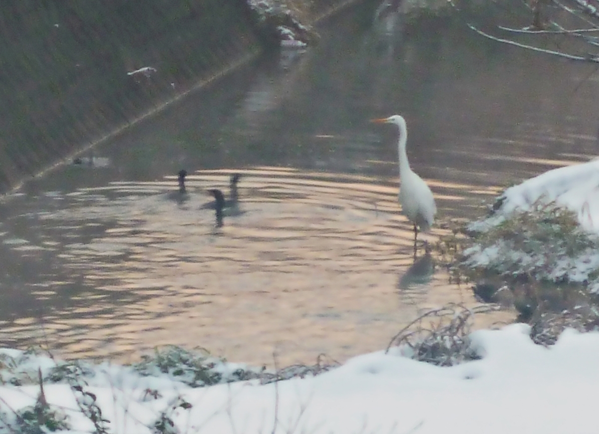 カワウとシラサギ ダイサギ