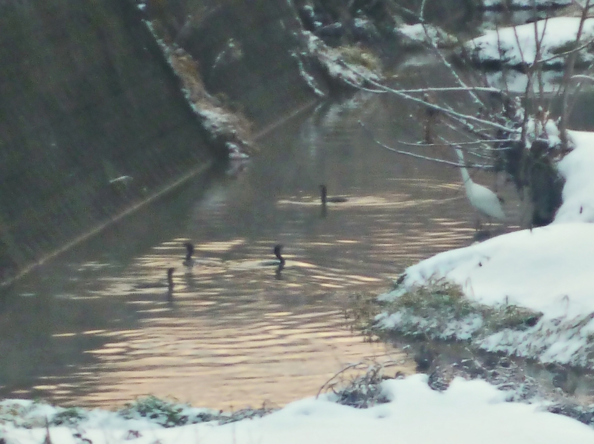 カワウとシラサギ  ダイサギ