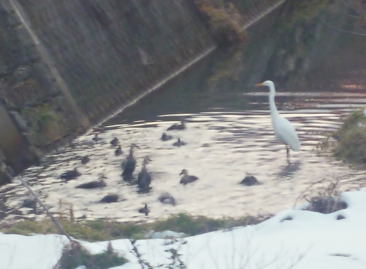 カモ集団とシラサギ