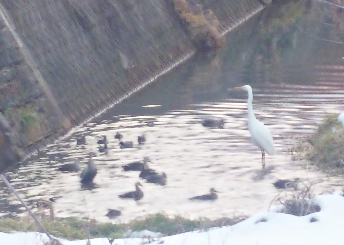 カモ集団とシラサギ