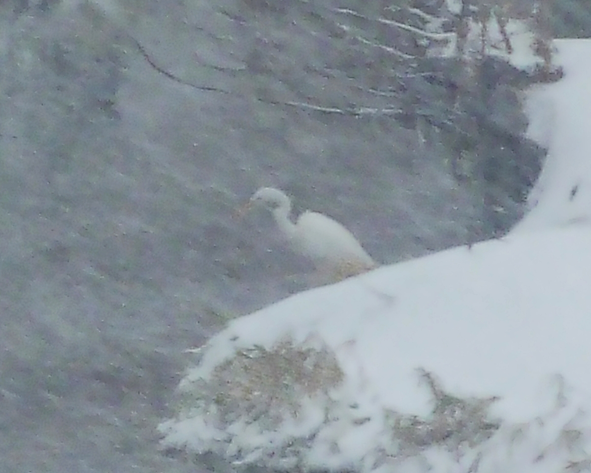 猛吹雪 シラサギ ダイサギ