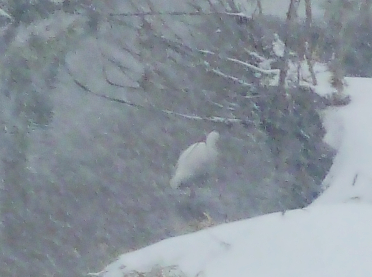 猛吹雪 シラサギ