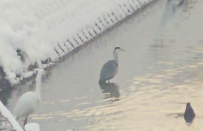 シラサギ ダイサギ カモ