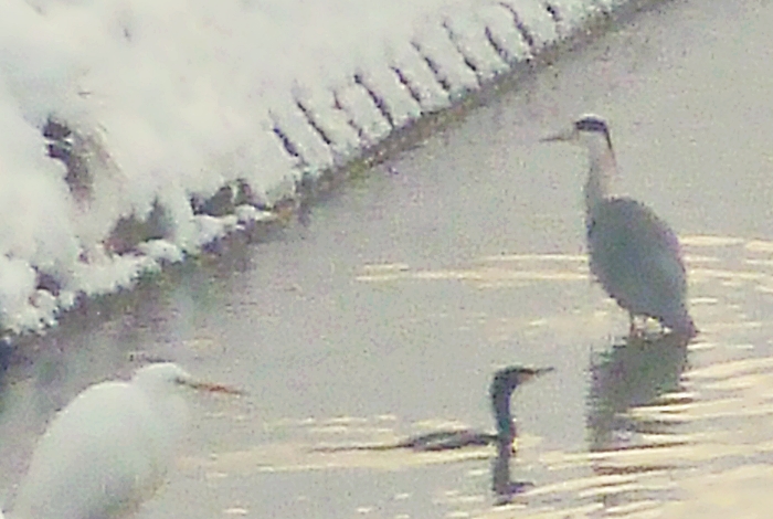 シラサギ ダイサギ アオサギ カワウ