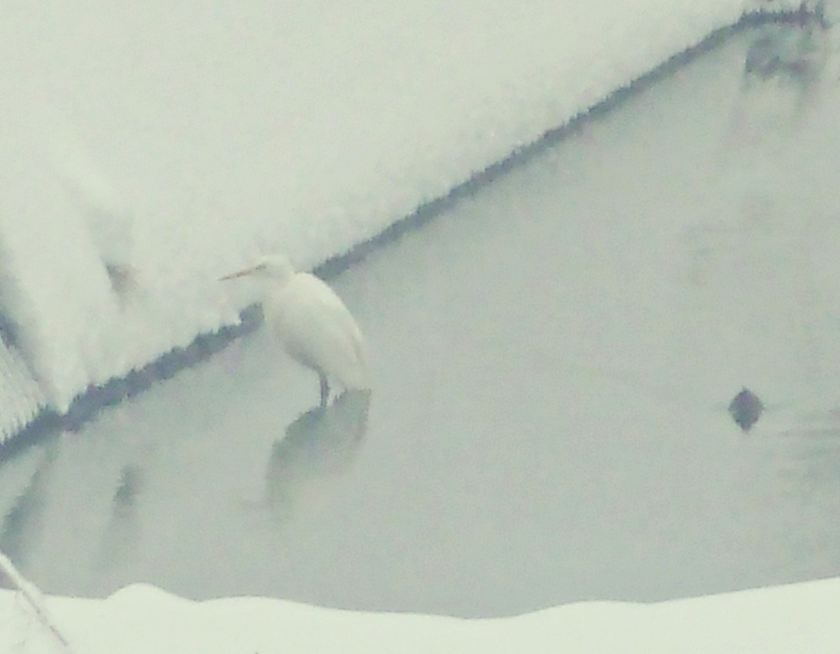 シラサギ ダイサギ カモ