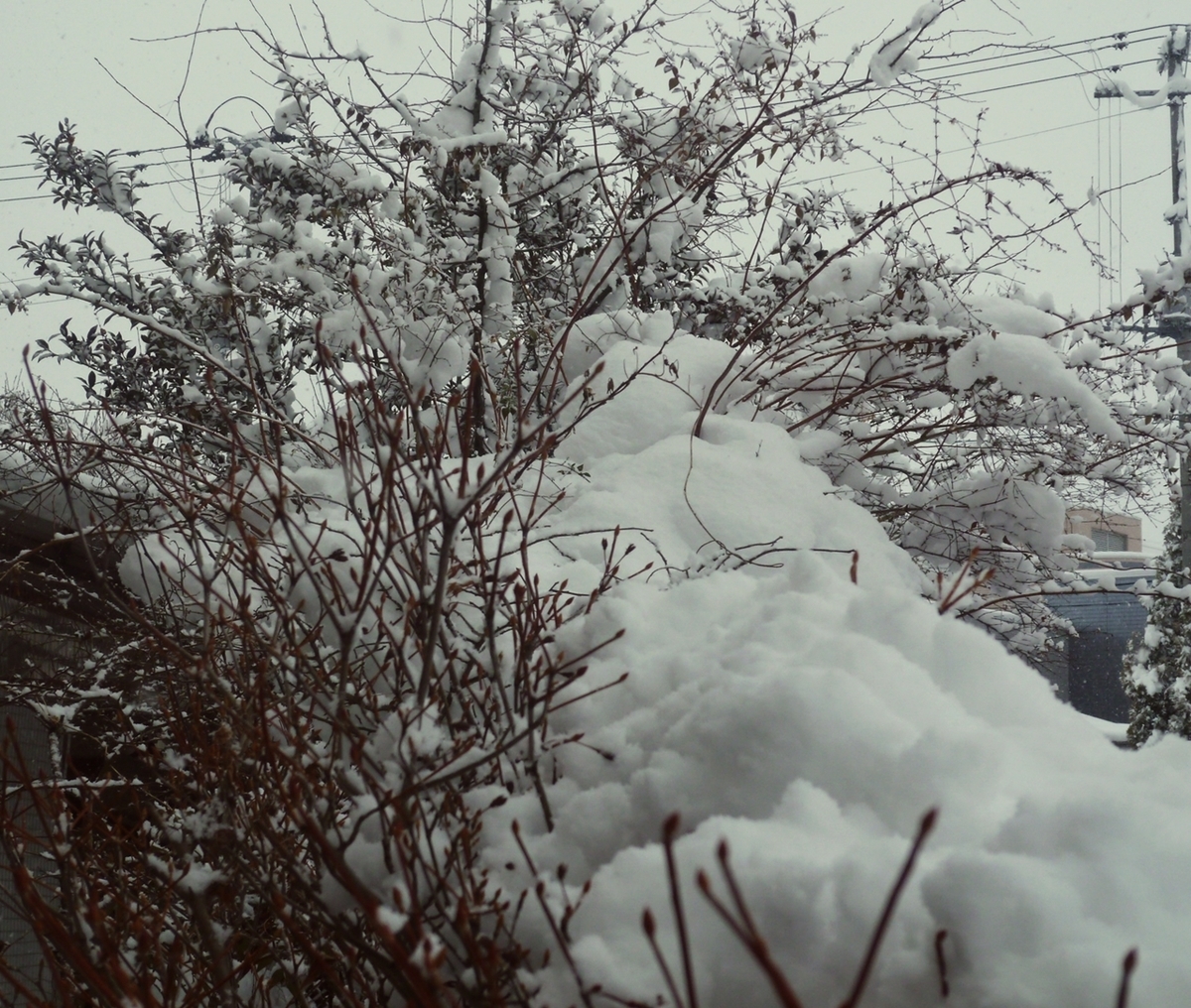 庭の雪景色