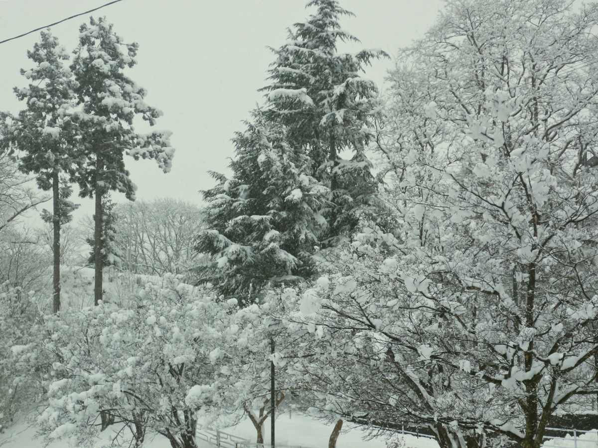 木々の雪化粧