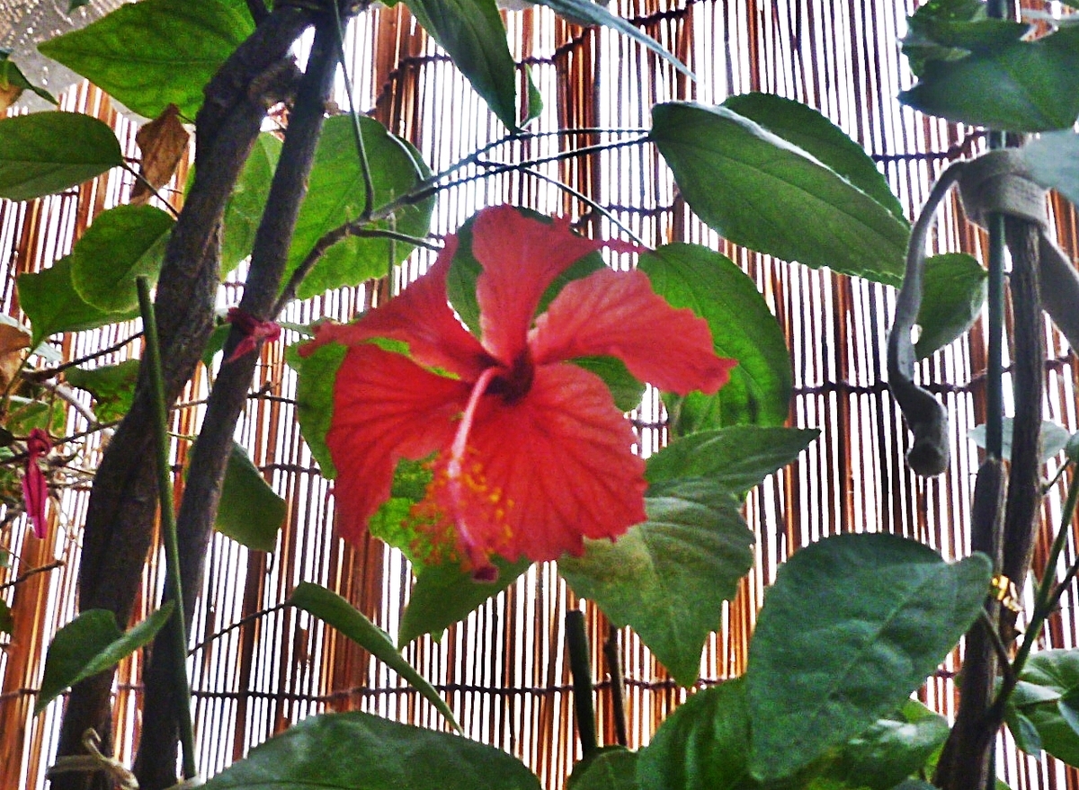 小さな赤いハイビスカス