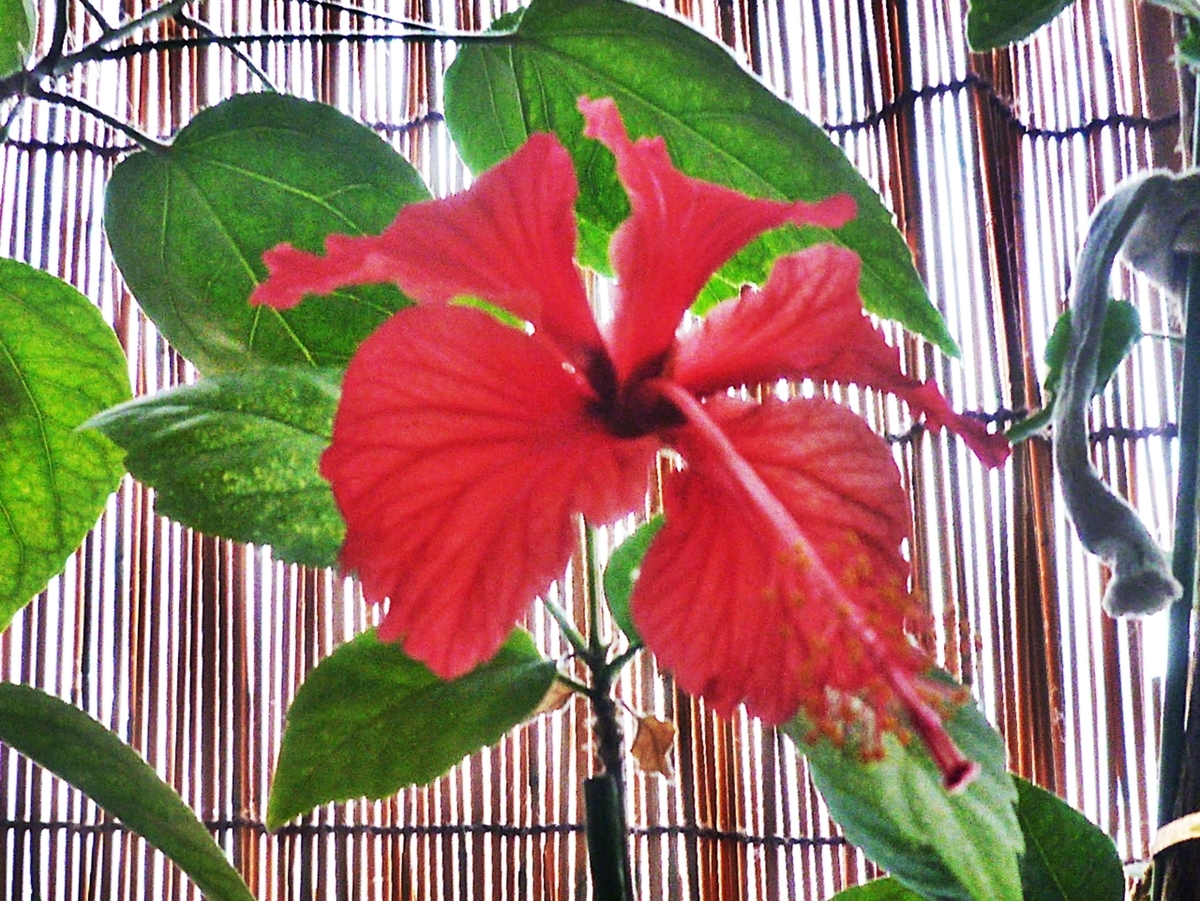 小さな赤いハイビスカス