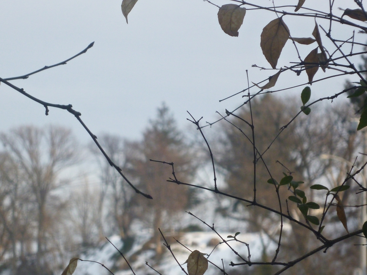 うちの木越しの遠景