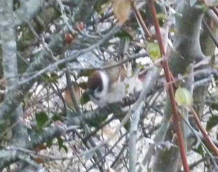 庭の木のスズメ
