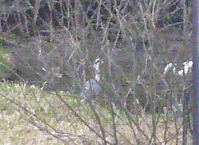 シラサギとアマサギ