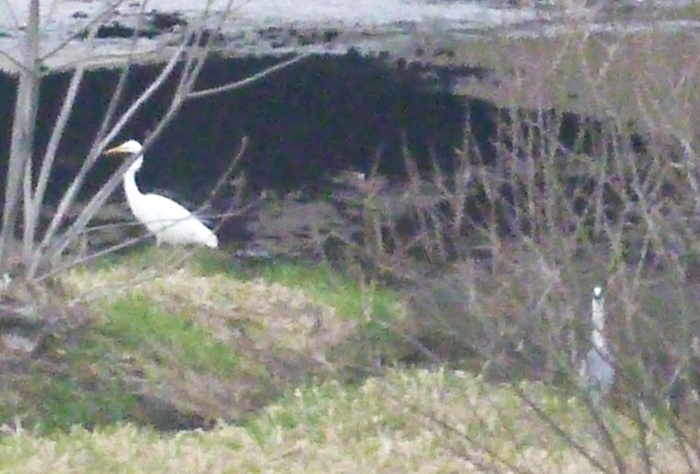 シラサギとアマサギ