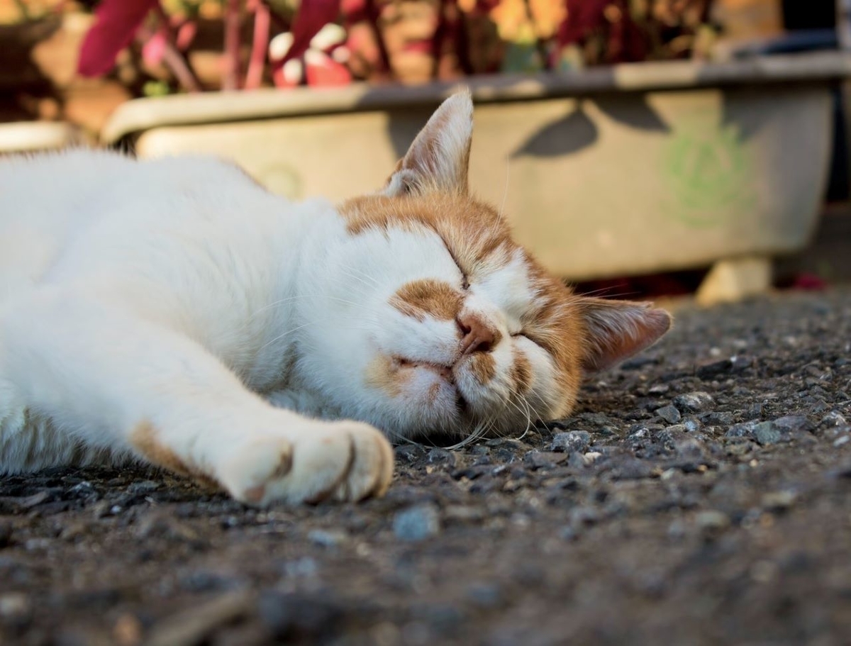 アスファルトの上で眠る猫