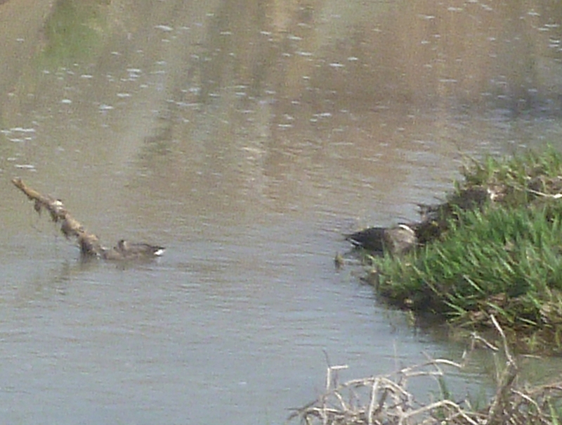 カルガモの昼寝