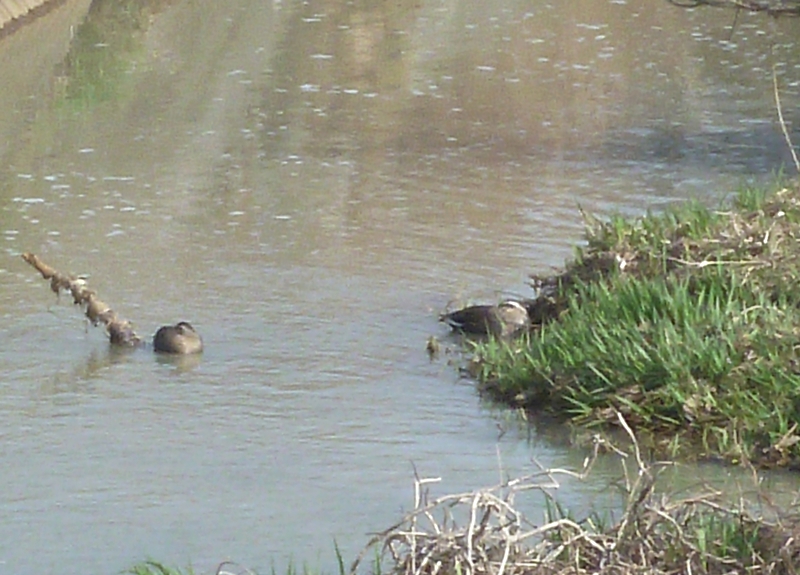 カルガモの昼寝