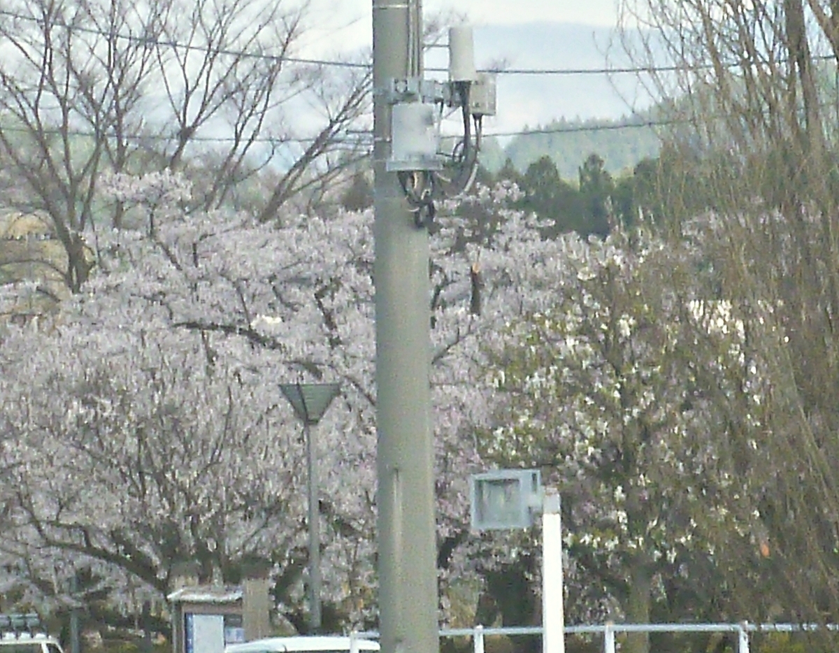 桜