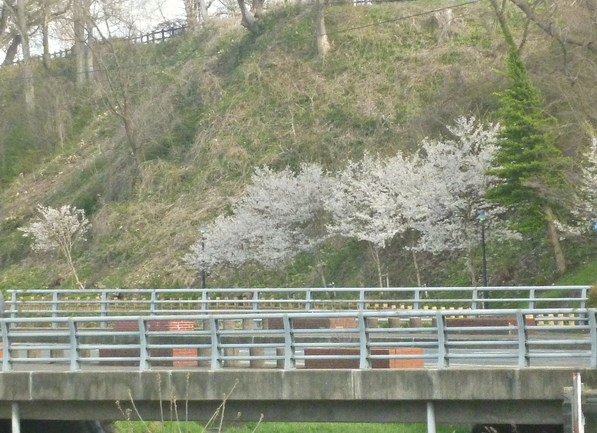 遊歩道の桜