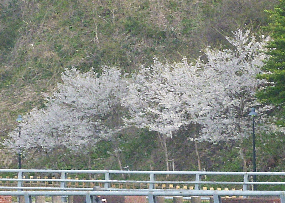 遊歩道の桜
