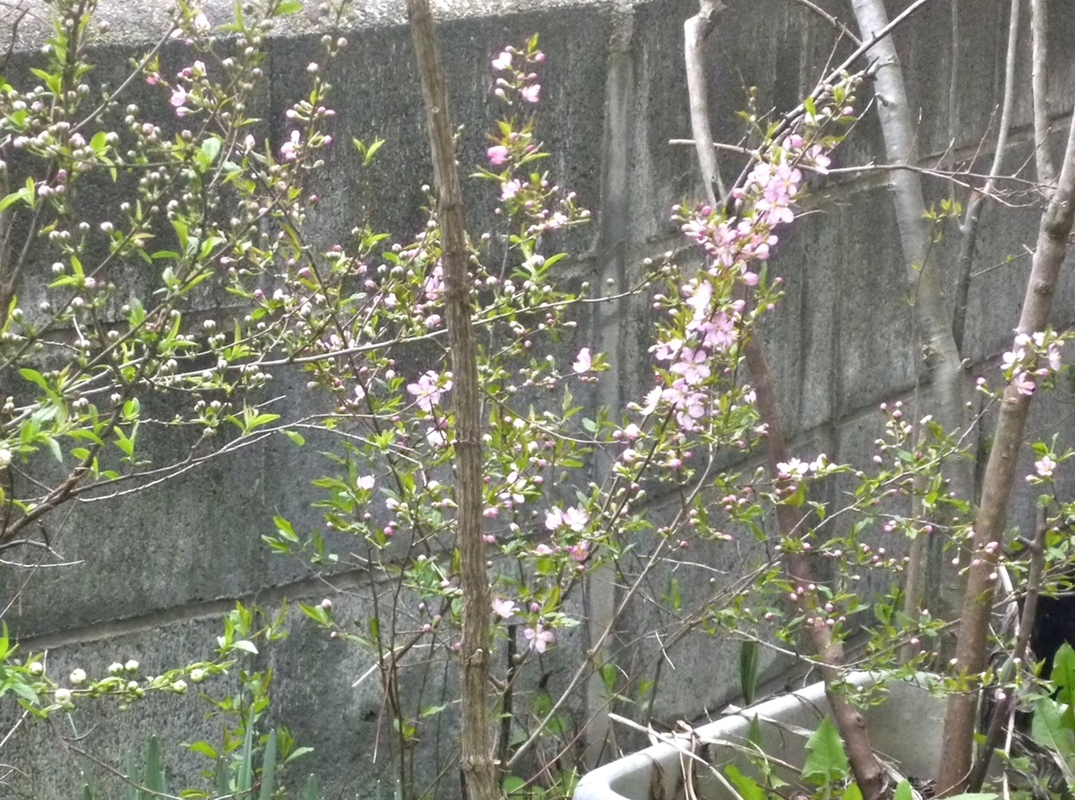 桜っぽく見えた梅