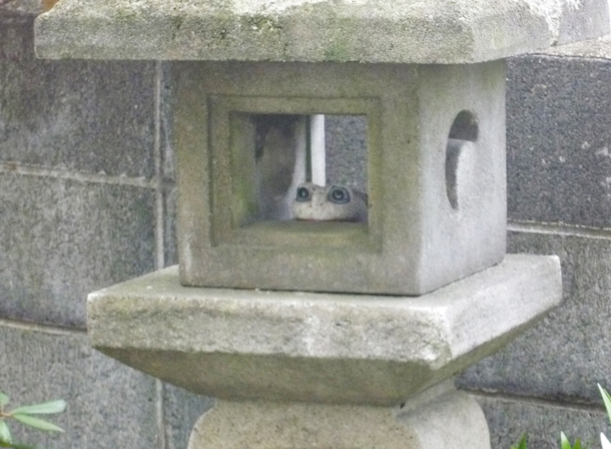 石灯籠と石のカエル