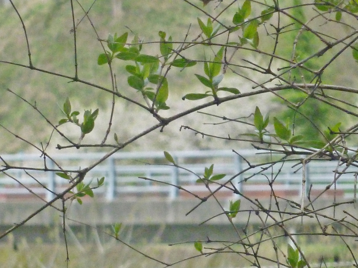 うちの枝越しの風景
