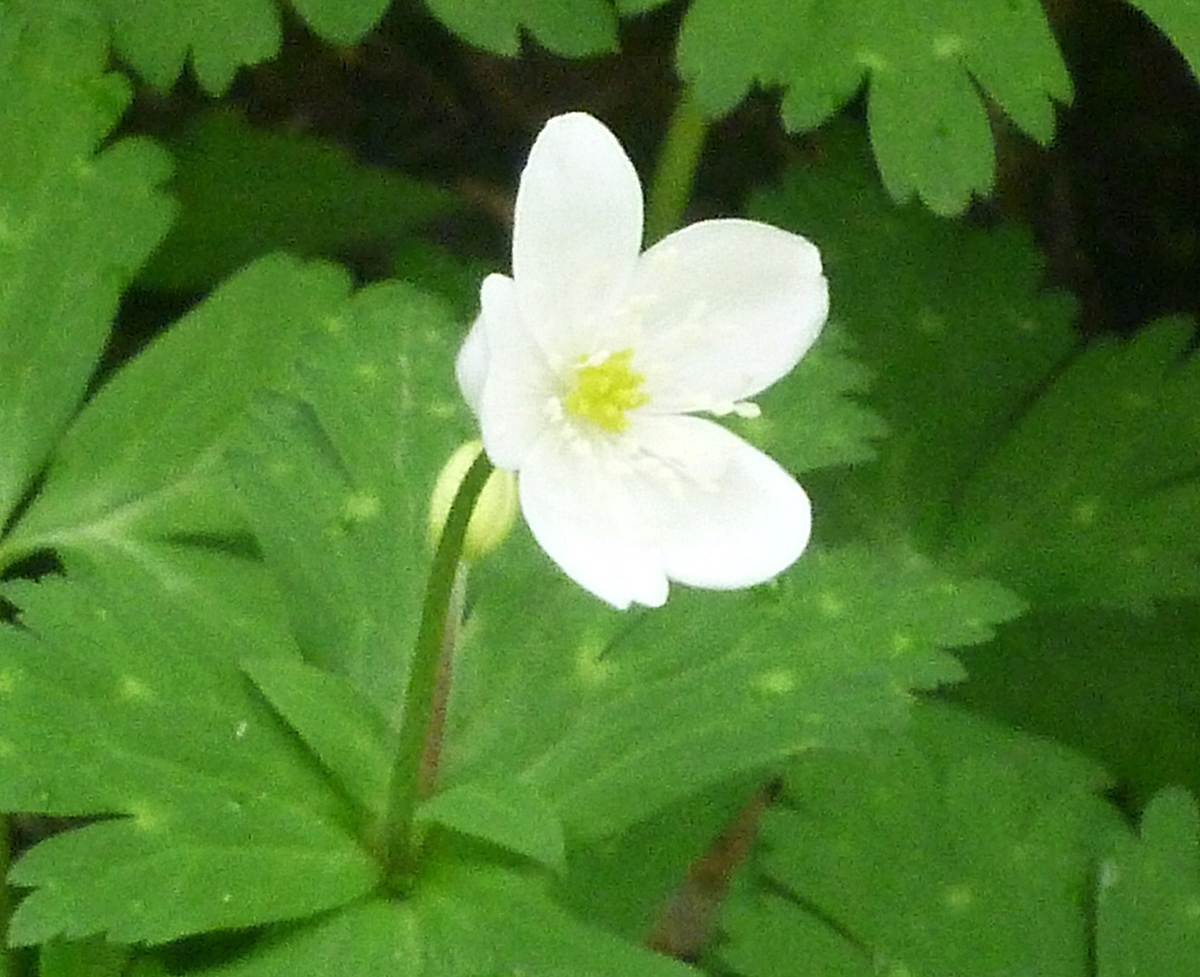 小さな白い花