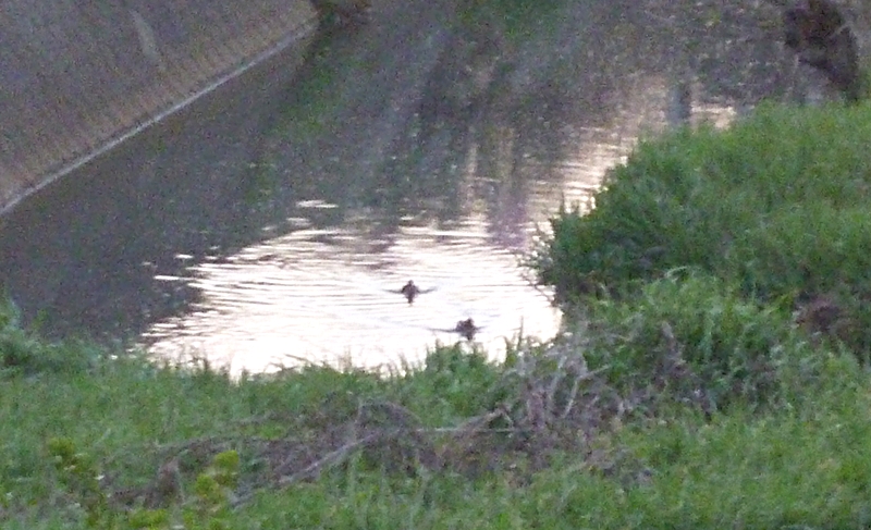 小川のカモ