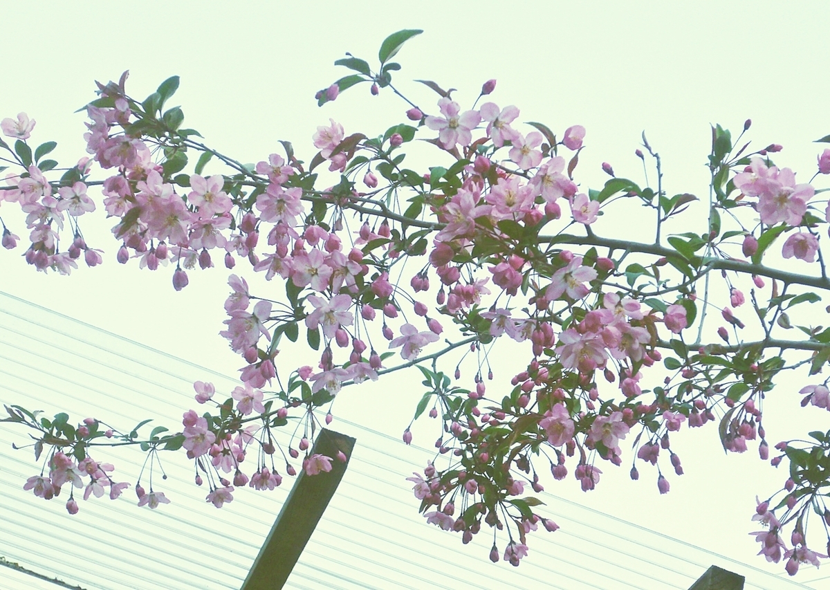 八重桜