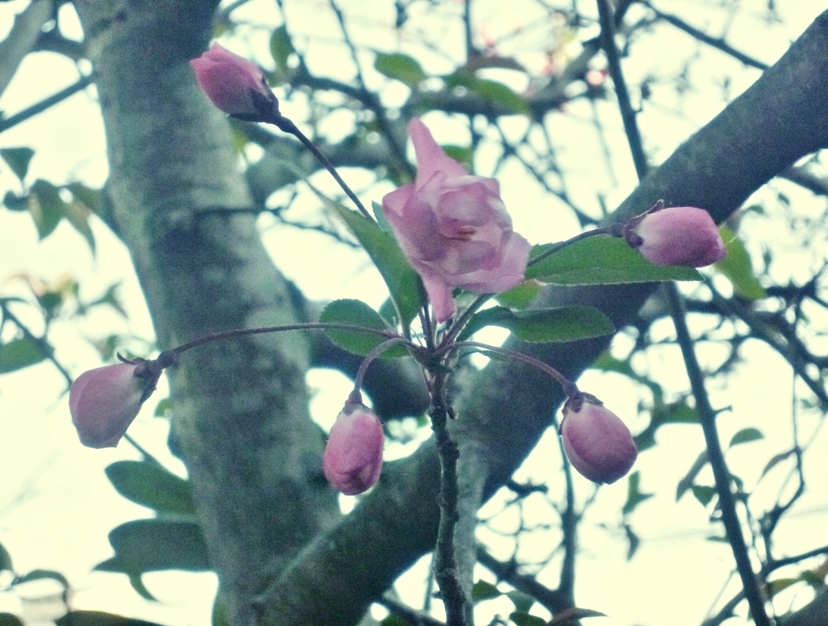 八重桜