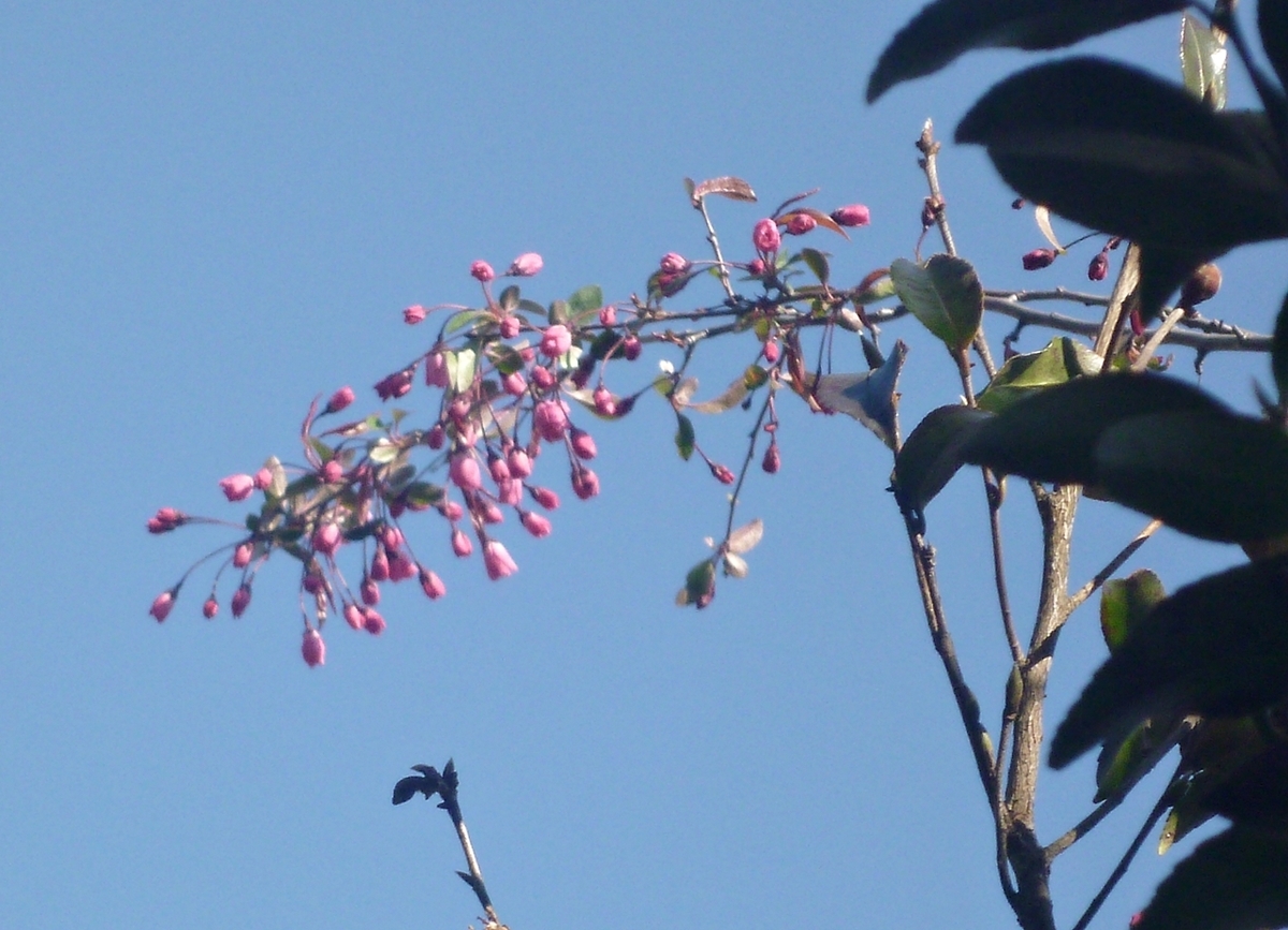 真上の空 八重桜のつぼみ