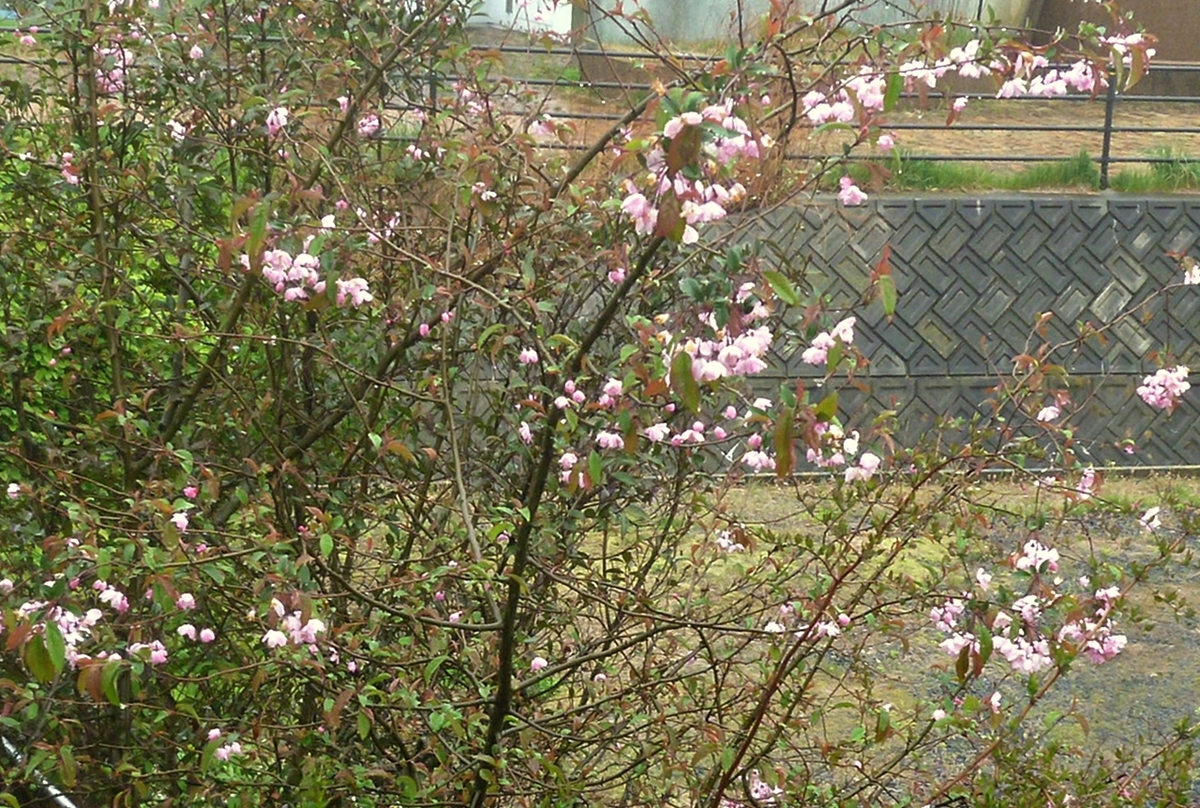 八重桜