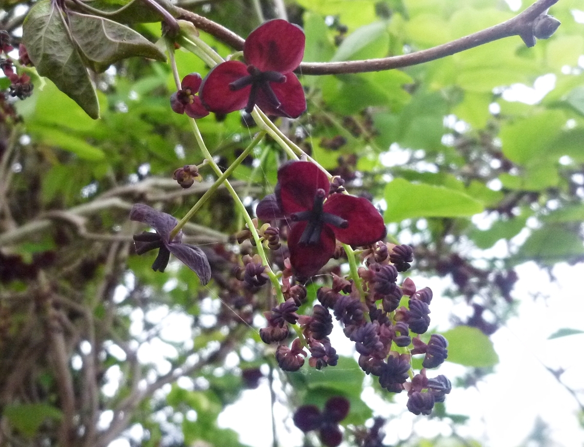 濃い紫の花？