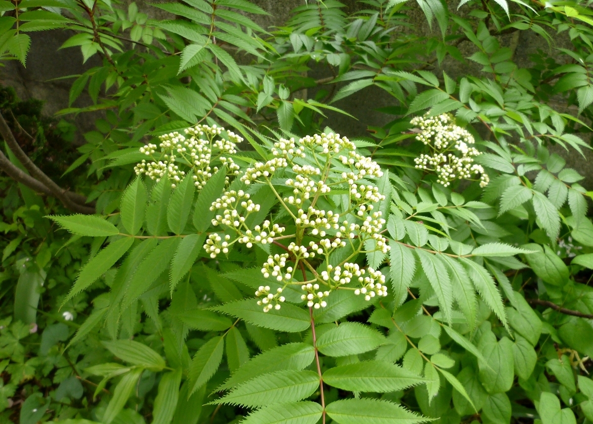 紫陽花の蕾