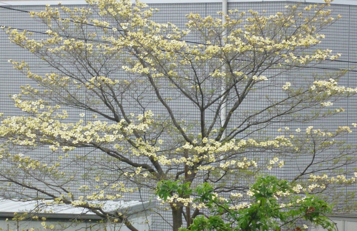 街路樹