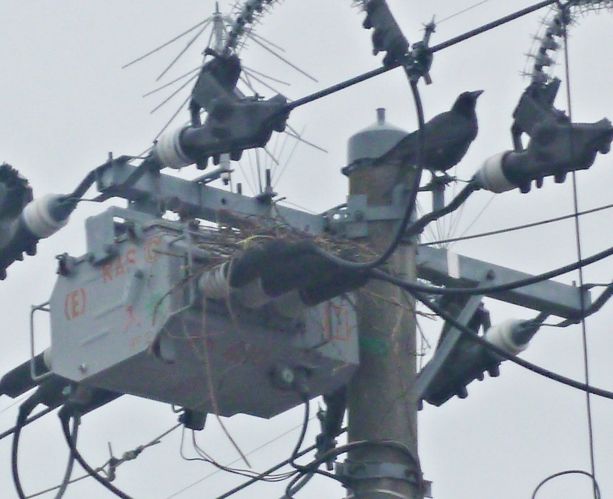電柱でカラスの巣作り