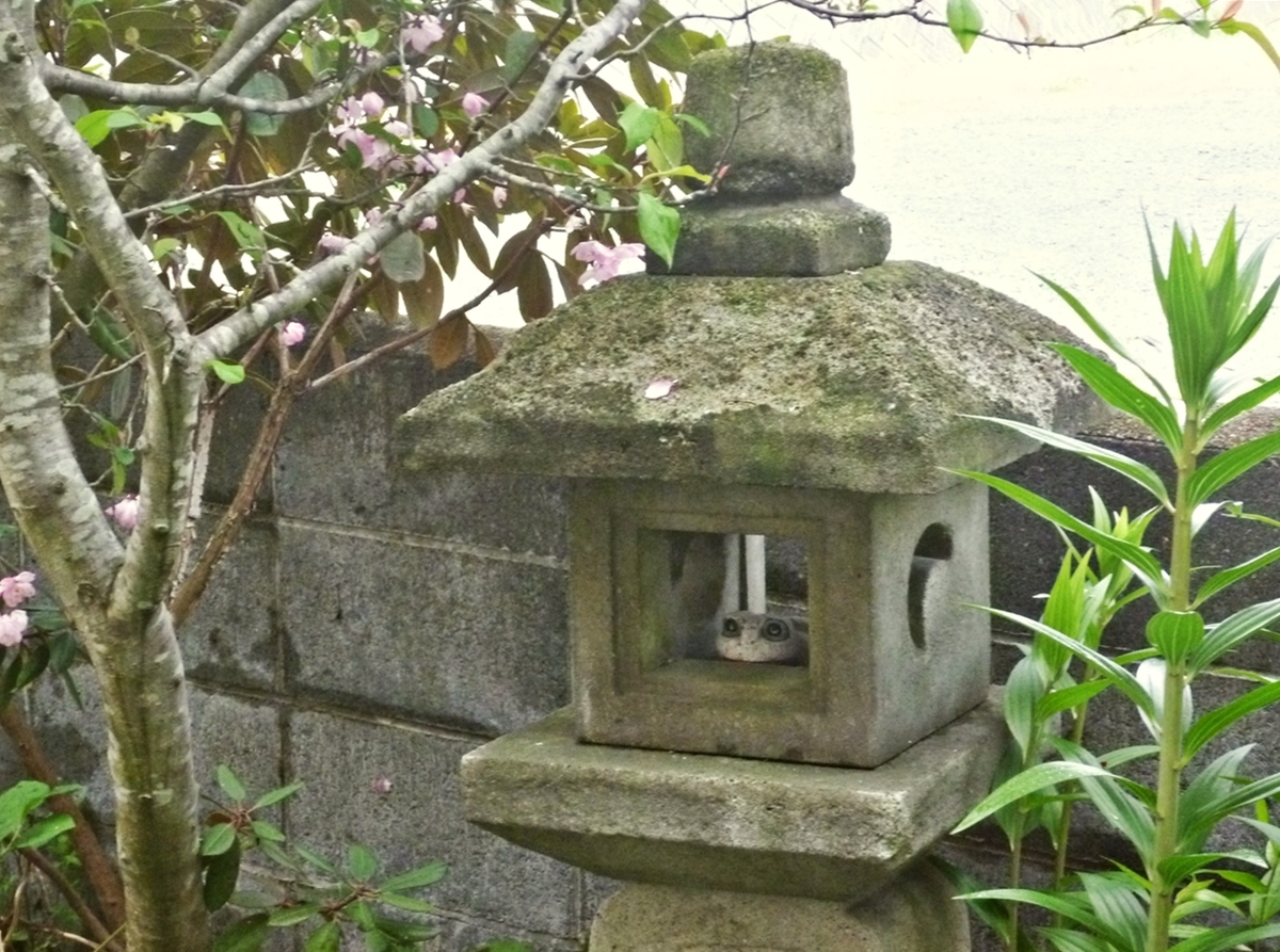 石灯篭とカエルの置物と八重桜