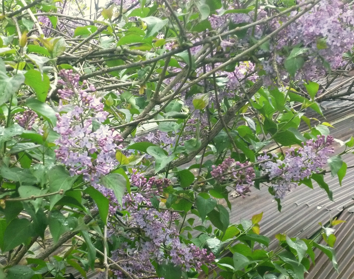 紫色の花