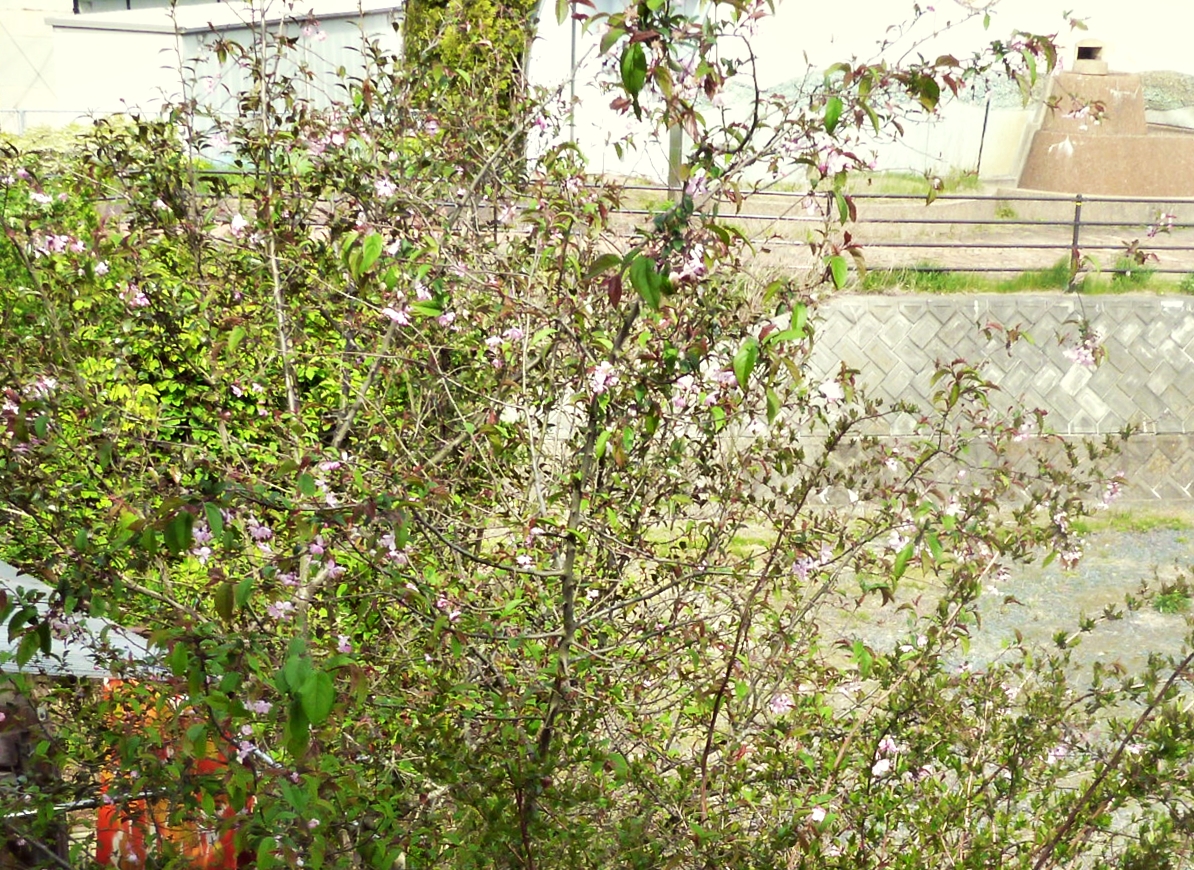 八重桜の木にアケビ
