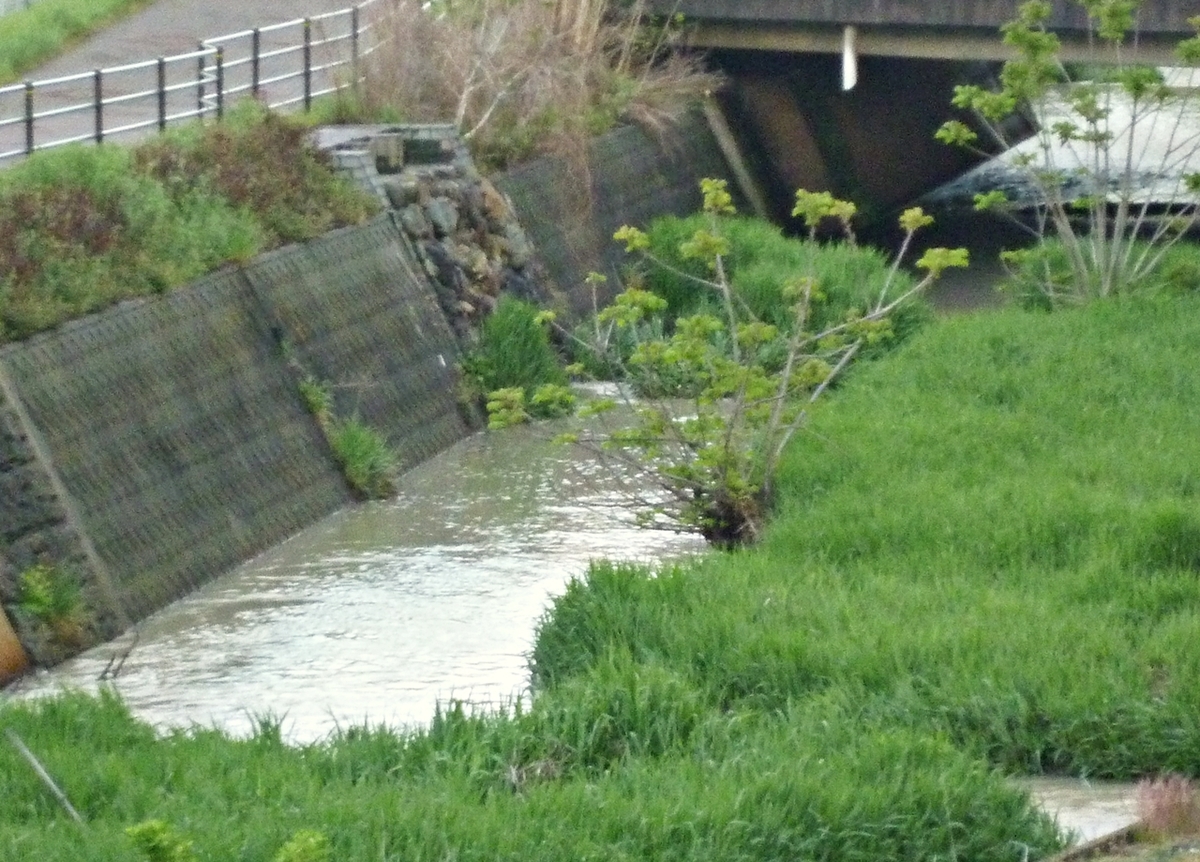 やや増水した川