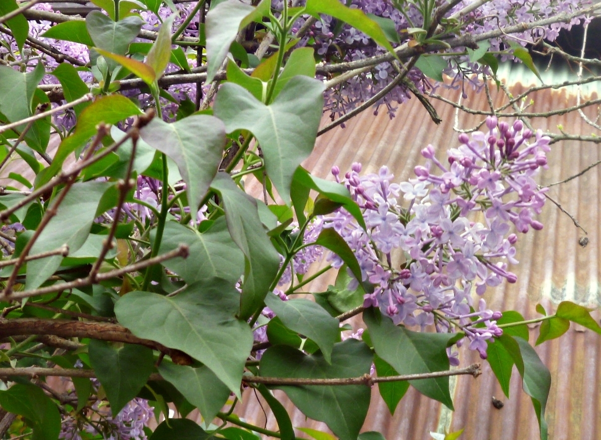 紫の花