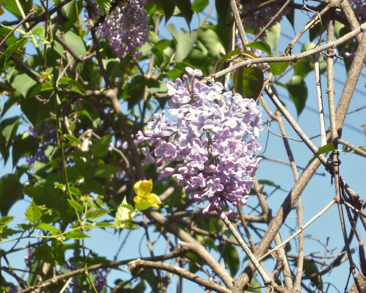 ジャカランダとヤマブキ