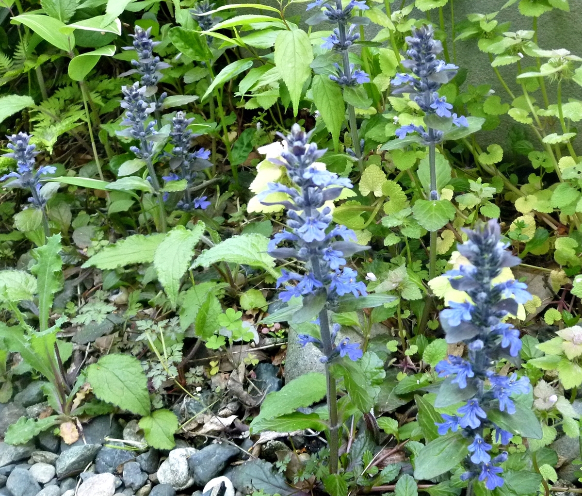 青紫の小さな花