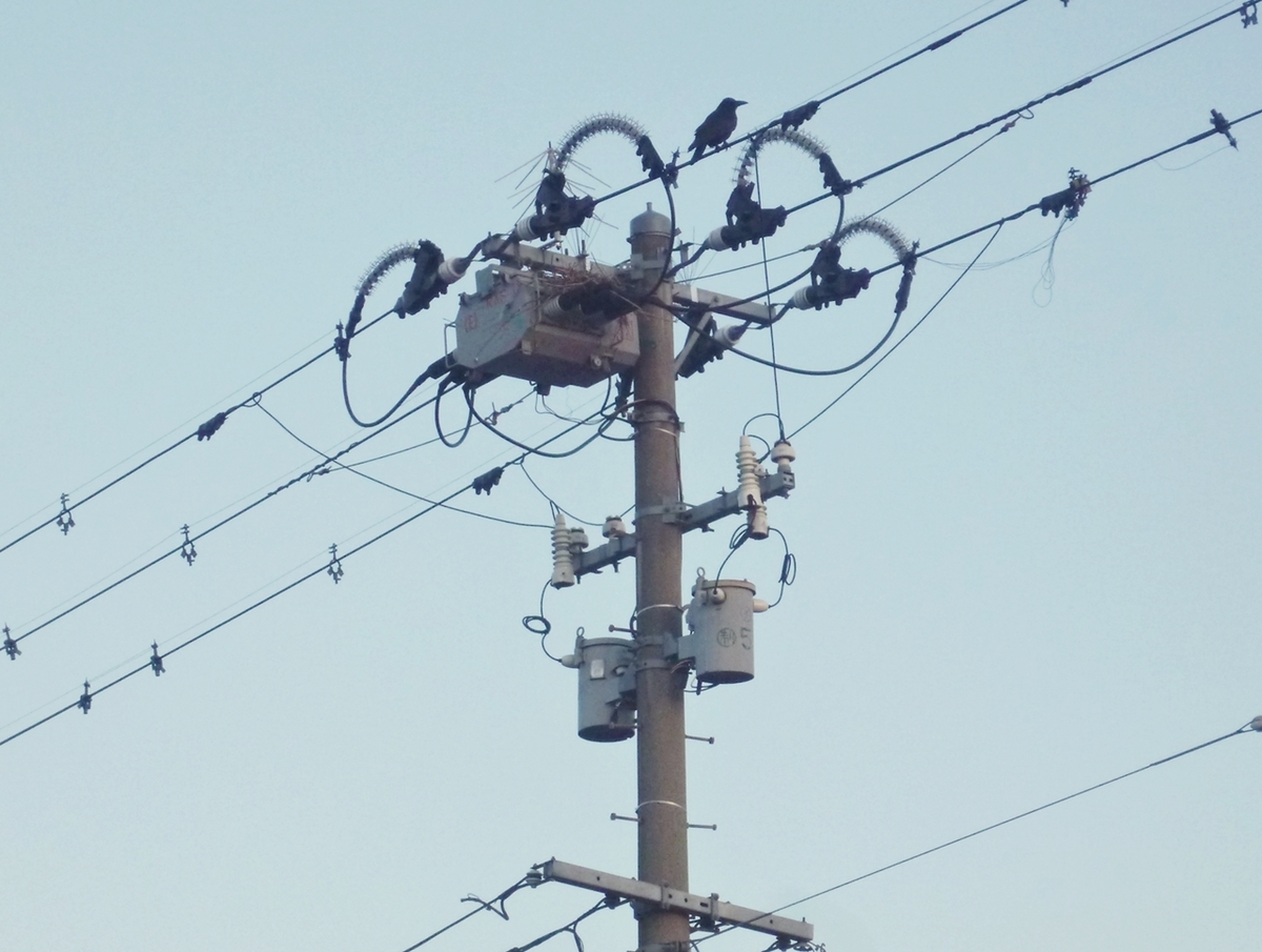 電柱とカラス