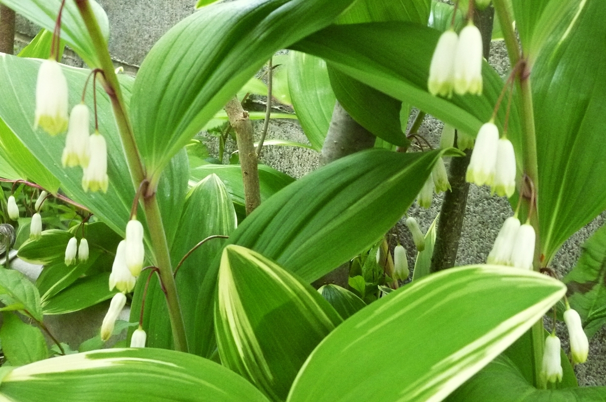 スノーフレーク