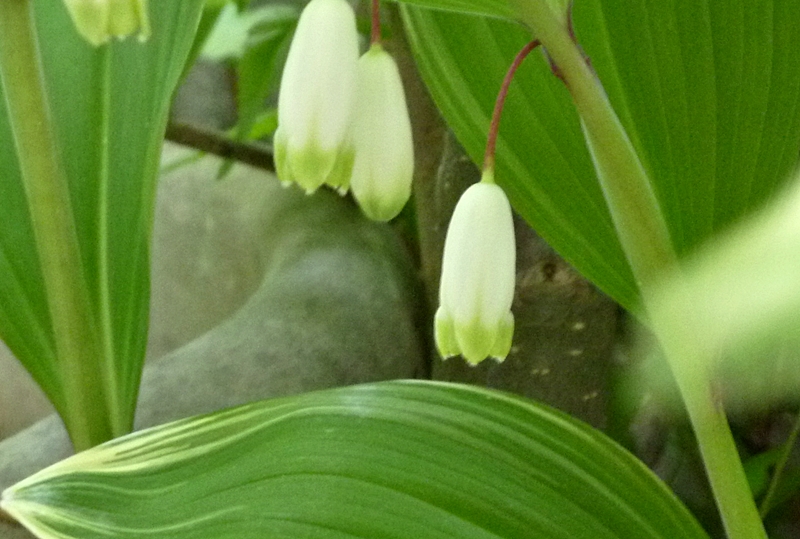 スノーフレーク