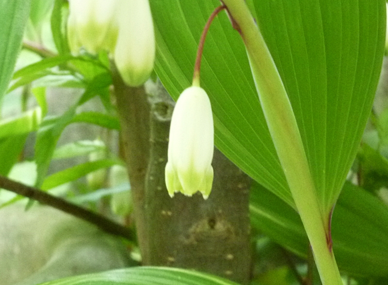 スノーフレーク